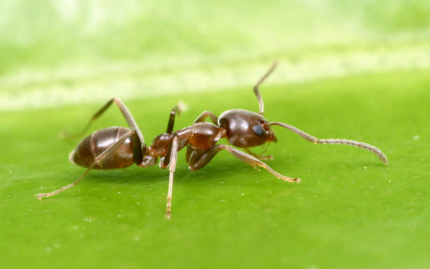 صور النمل الصغير يذهل العالم Small Ants Photos-عالم الصور